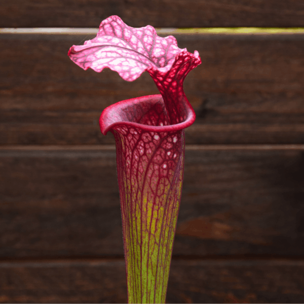 Sarracenia leucophylla (L18MK) x rubricorpora (F187 MK)