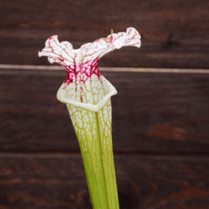 Sarracenia leucophylla (L30A M. Srba) x S. x Moorei "A porais" - Alcide BOUR