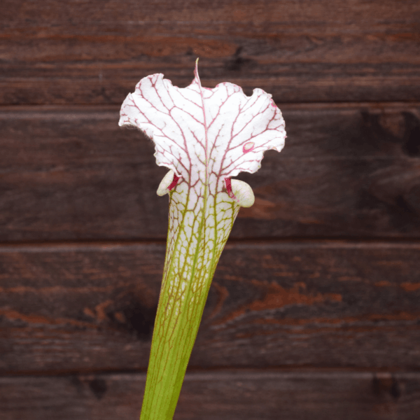 Sarracenia leucophylla (L30A M. Srba) x S. x Moorei "A porais" - Alcide BOUR