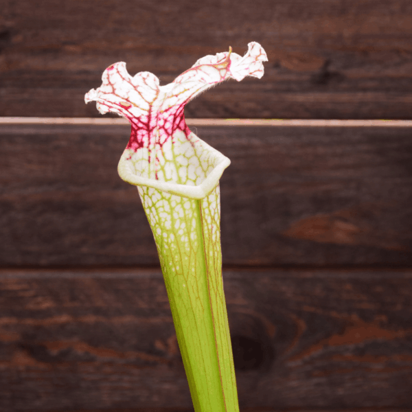 Sarracenia leucophylla (L30A M. Srba) x S. x Moorei "A porais" - Alcide BOUR