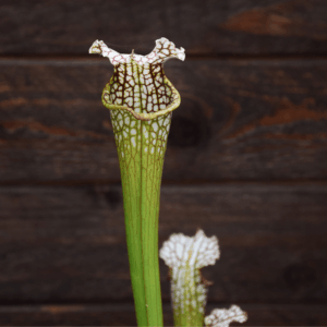 Sarracenia leucophylla - L32A M. Srba