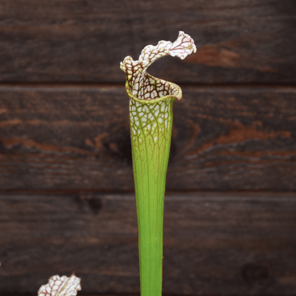 Sarracenia leucophylla - L32A M. Srba