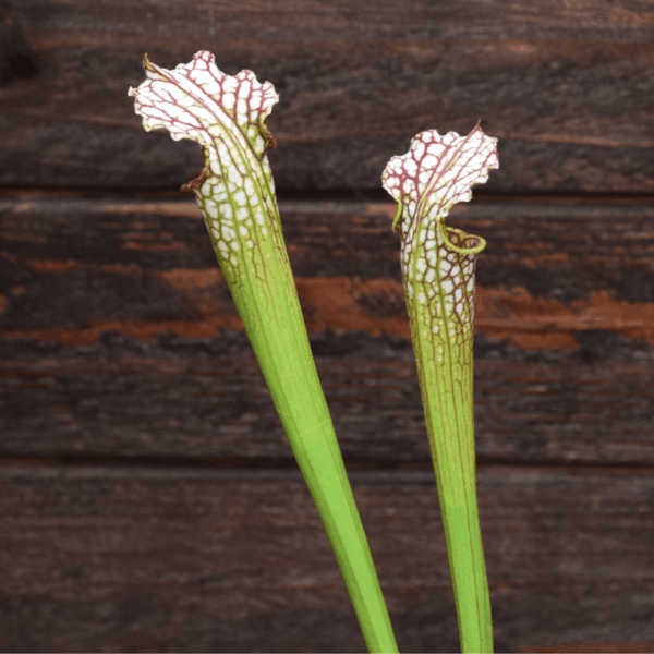 Sarracenia leucophylla - L32A M. Srba