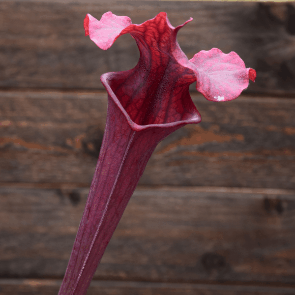 Sarracenia x moorei - "Luben's Red"