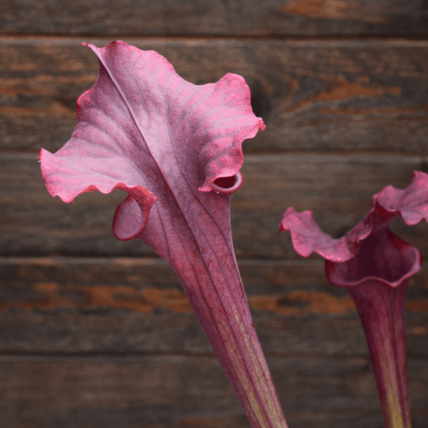 Sarracenia x moorei - "Luben's Red"