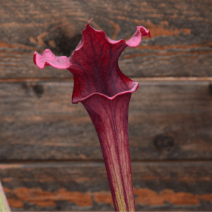 Sarracenia x moorei - "Luben's Red"
