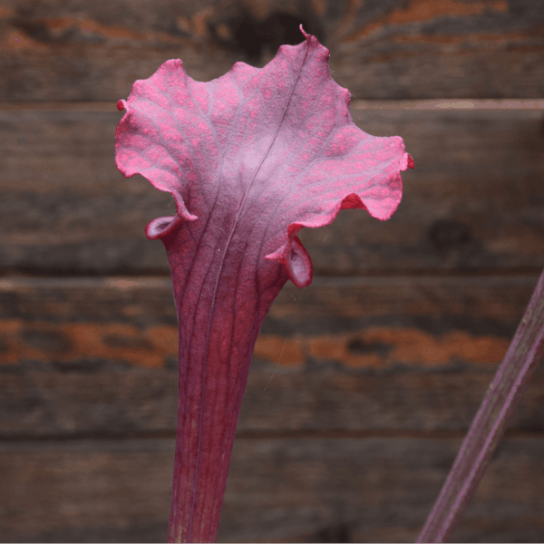 Sarracenia x moorei - "Luben's Red"