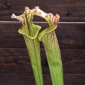 Sarracenia x moorei - H92 MK, Very large, Norman Parker