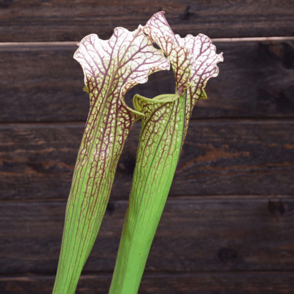 Sarracenia x moorei - H92 MK, Very large, Norman Parker
