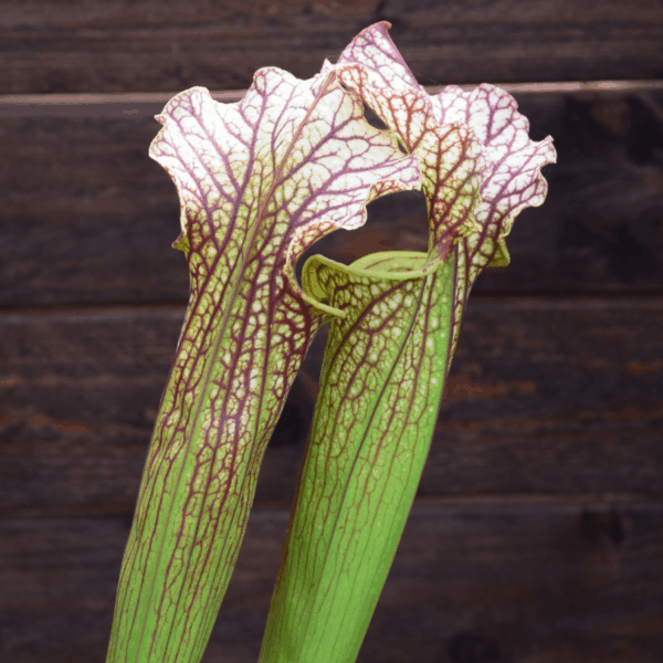 Sarracenia x moorei - H92 MK, Very large, Norman Parker