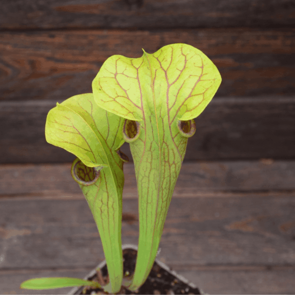Sarracenia oreophila - UK. Southeast / Kent
