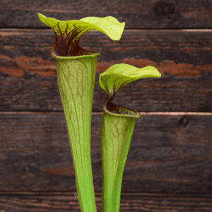 Sarracenia oreophila - UK. Southeast / Kent