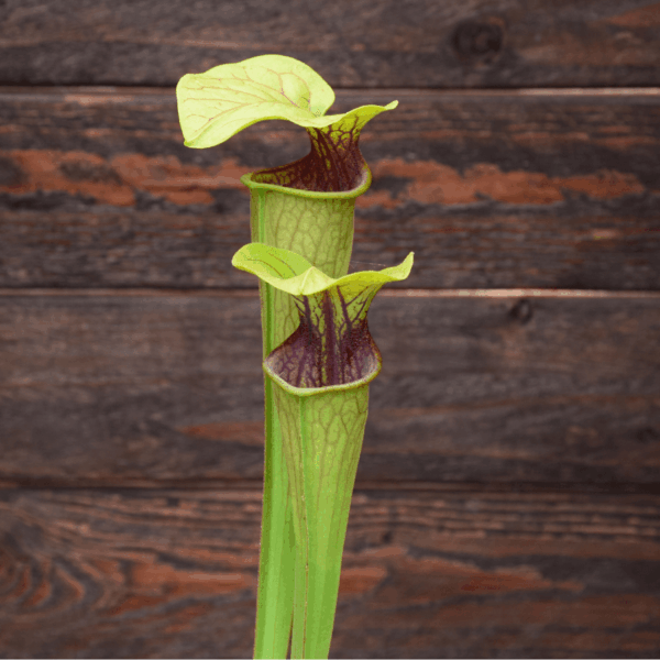 Sarracenia oreophila - UK. Southeast / Kent