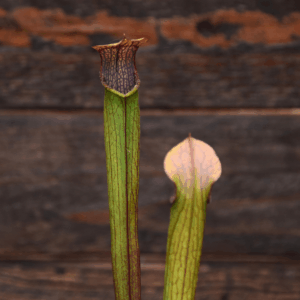 Sarracenia rubra ssp. gulfensis - RG02 MK, Stocky form, Yellow River, FL.