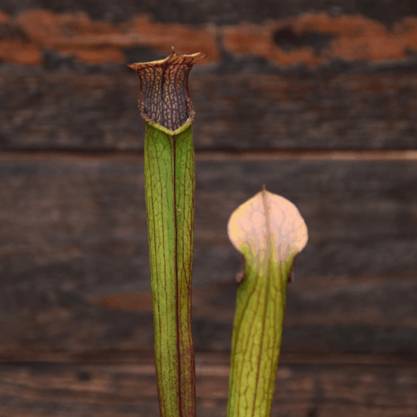 Sarracenia rubra ssp. gulfensis - RG02 MK, Stocky form, Yellow River, FL.