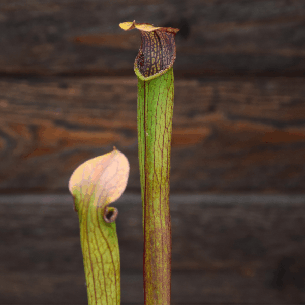 Sarracenia rubra ssp. gulfensis - RG02 MK, Stocky form, Yellow River, FL.