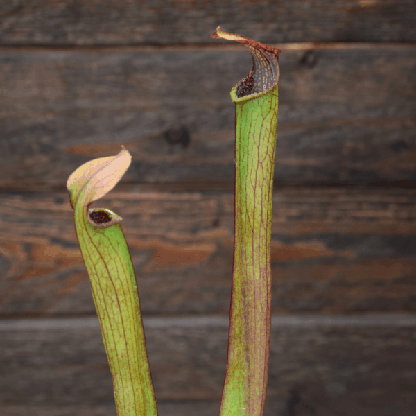 Sarracenia rubra ssp. gulfensis - RG02 MK, Stocky form, Yellow River, FL.
