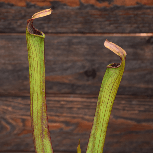 Sarracenia rubra ssp. gulfensis - RG02 MK, Stocky form, Yellow River, FL.