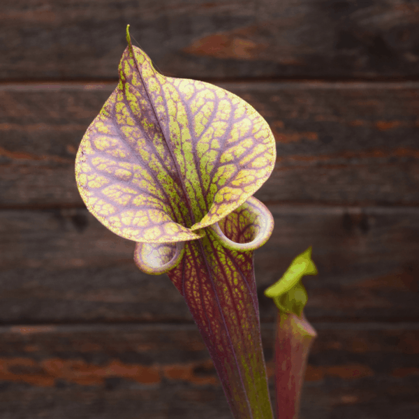 Sarracenia flava var. rubricorpora - Heavy vein (Aidan SF68)