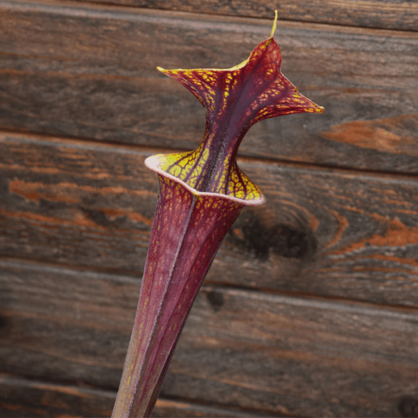 Sarracenia flava var. rubricorpora - Heavy vein (Aidan SF68)