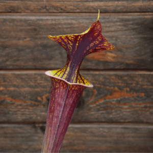 Sarracenia flava var. rubricorpora - Heavy vein (Aidan SF68)