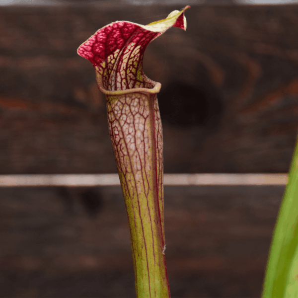 Sarracenia x areolata very colorful clone, snowwhite flower