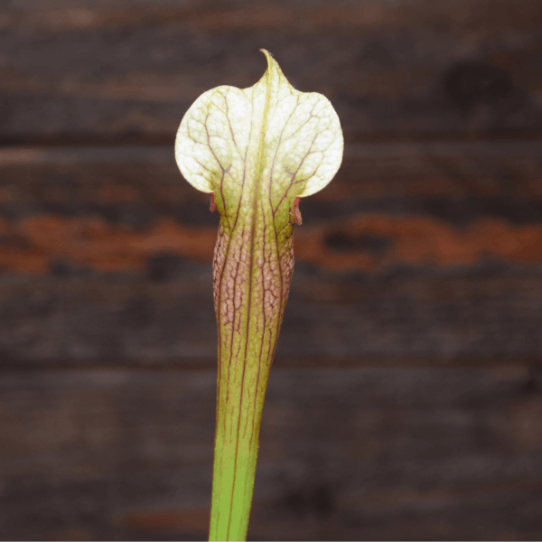 Sarracenia x areolata very colorful clone, snowwhite flower