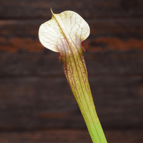 Sarracenia x areolata very colorful clone, snowwhite flower