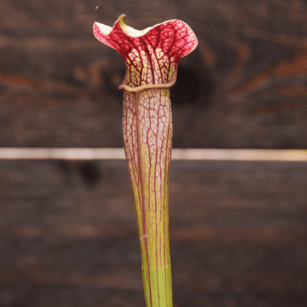 Sarracenia x areolata very colorful clone, snowwhite flower