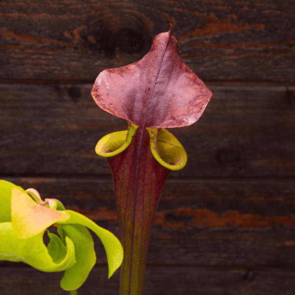 Sarracenia flava var. atropurpurea 'Waccamaw'
