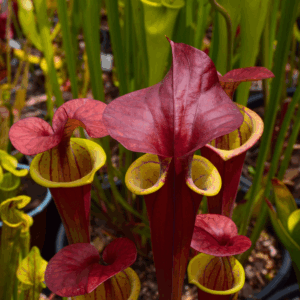 Sarracenia flava var. atropurpurea 'Waccamaw'