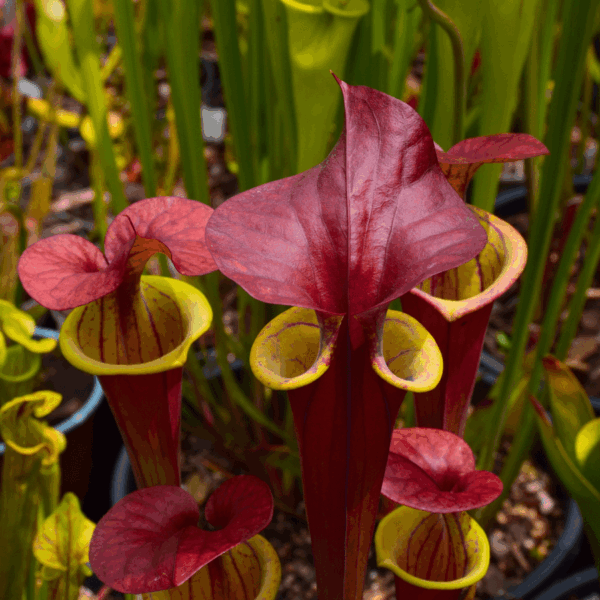 Sarracenia flava var. atropurpurea 'Waccamaw'