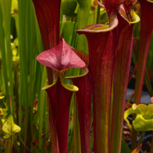 Sarracenia flava var. atropurpurea 'Waccamaw'
