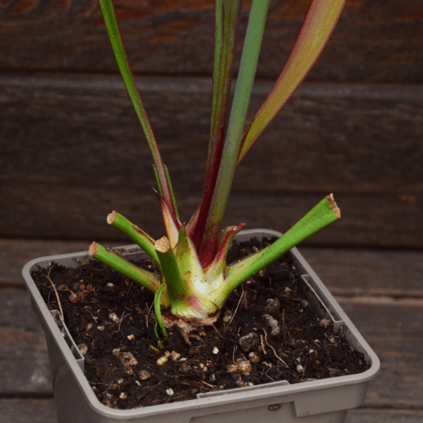 Sarracenia flava var. atropurpurea 'Waccamaw'