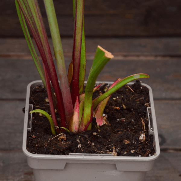 Sarracenia flava var. atropurpurea 'Waccamaw'