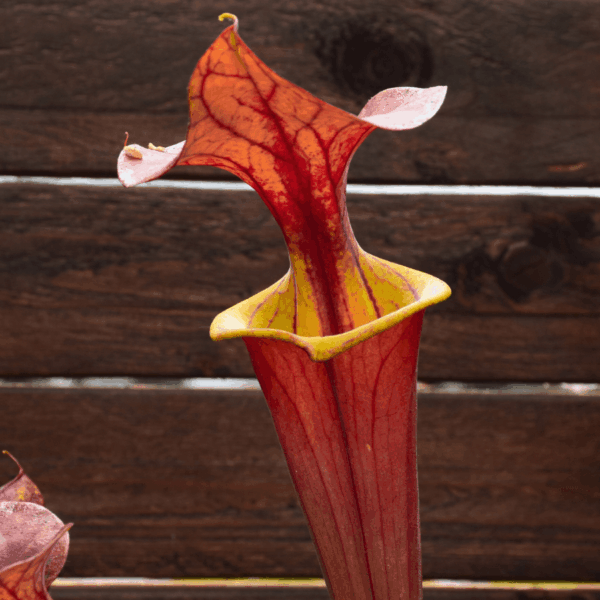 Sarracenia flava var. atropurpurea 'Waccamaw'