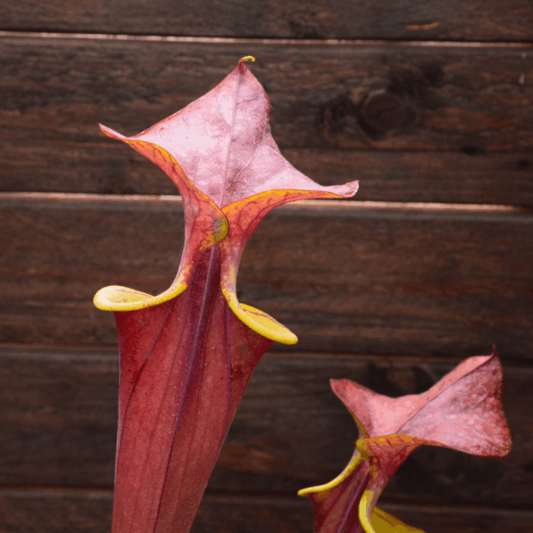 Sarracenia flava var. atropurpurea 'Waccamaw'