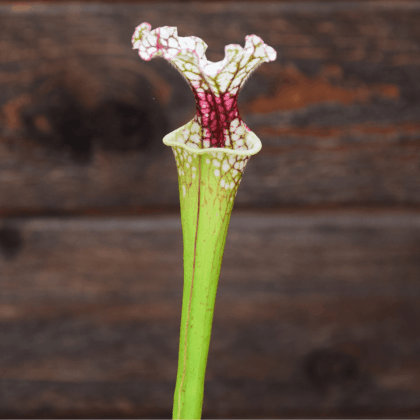 Sarracenia x moorei - Conecuh, Covington Co., AL