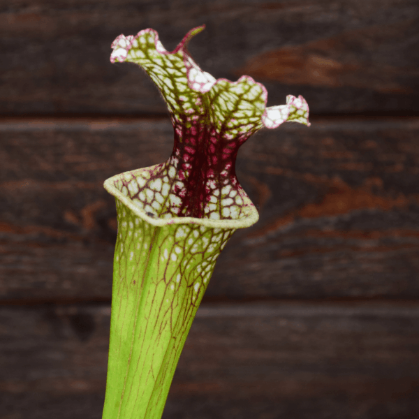Sarracenia x moorei - Conecuh, Covington Co., AL