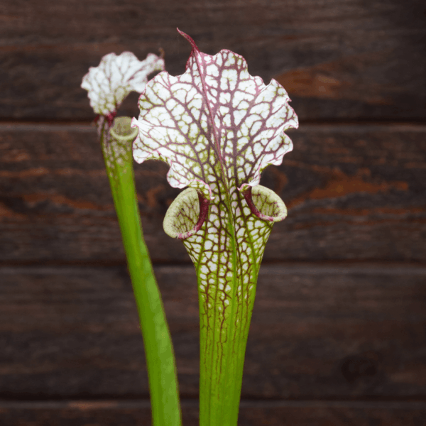 Sarracenia x moorei - Conecuh, Covington Co., AL