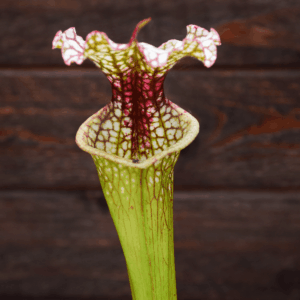 Sarracenia x moorei - Conecuh, Covington Co., AL