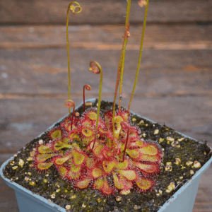 Drosera natalensis