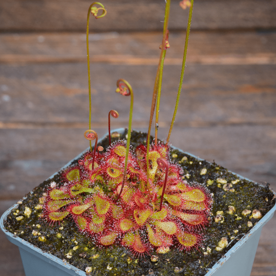 Drosera natalensis