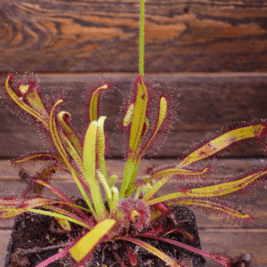 Drosera capensis 'WF' x aliciae