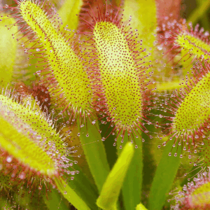 Drosera capensis "feuilles larges"