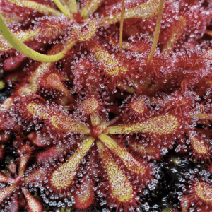 Drosera venusta