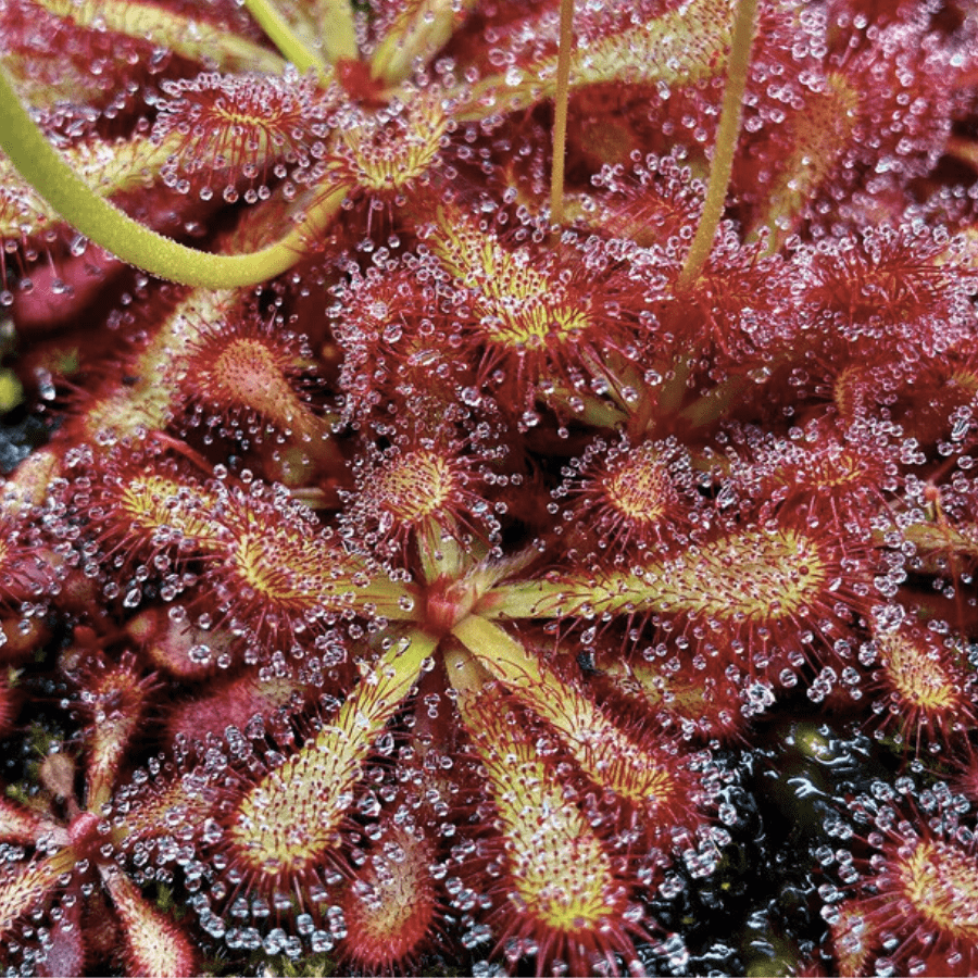 Drosera venusta