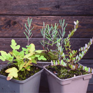 PACK Plantes de tourbière
