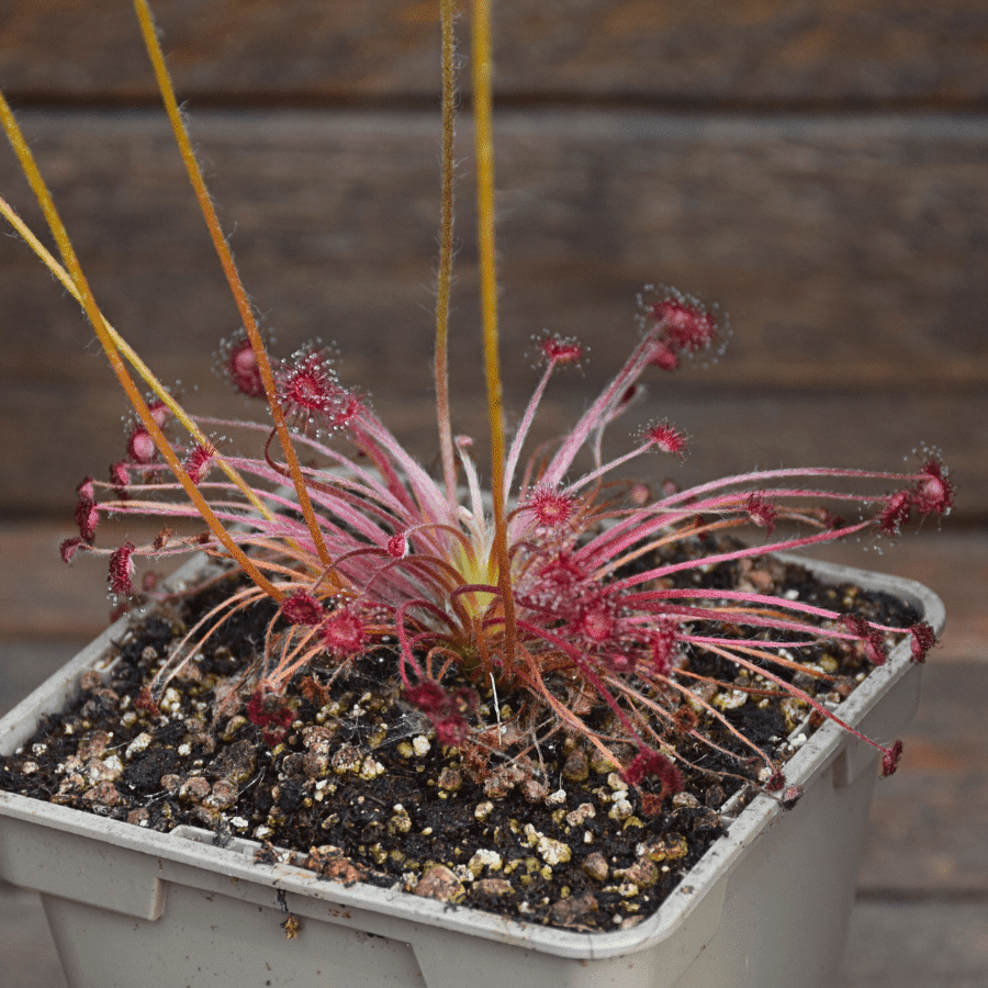 Drosera paradoxa