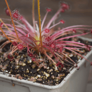 Drosera paradoxa